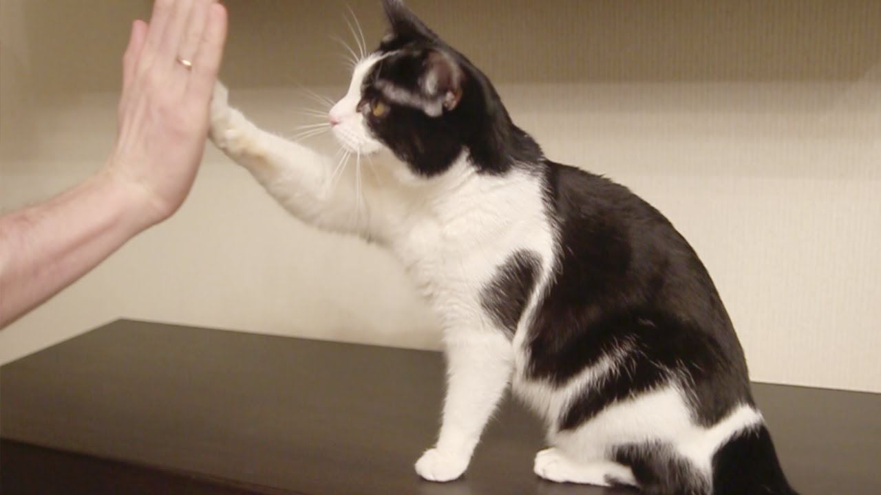 Pusic the cat gives HIGH FIVE