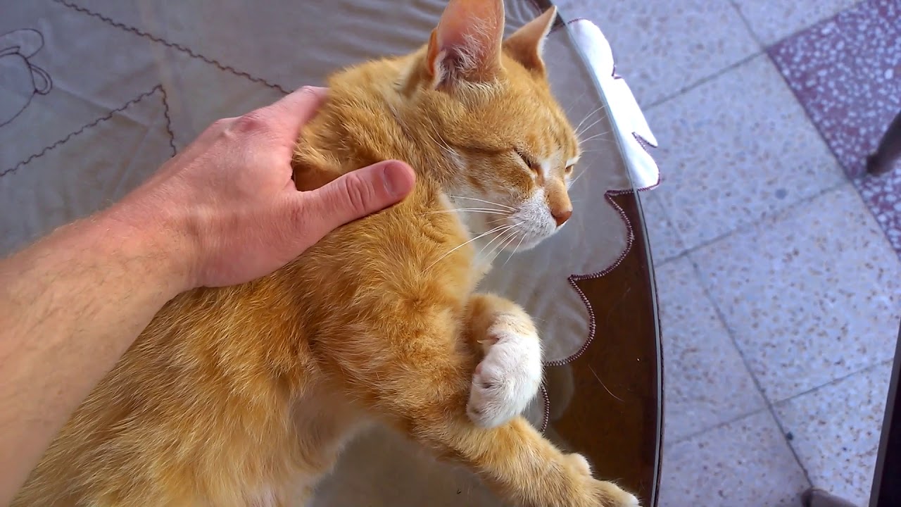 Munchkin Cat Enjoy Massage