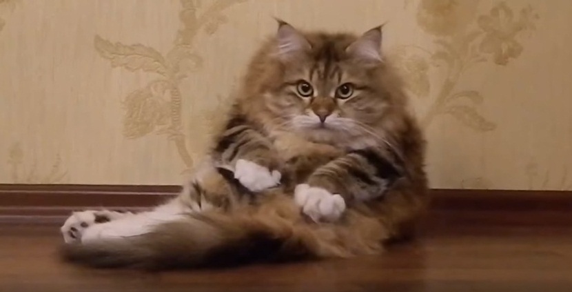 Cat Massaging Itself