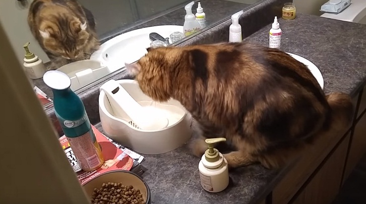 Cat Ritual Before Drinking Water