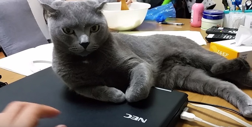 Cat Takes Ownership Of Laptop