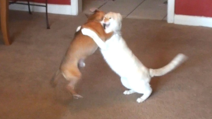 Cat And Dog Wrestling Competition