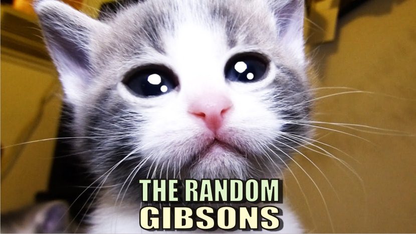 Talking Kitty Cat - The Random Gibsons