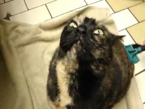 Funny Cat Makes Weird Noises