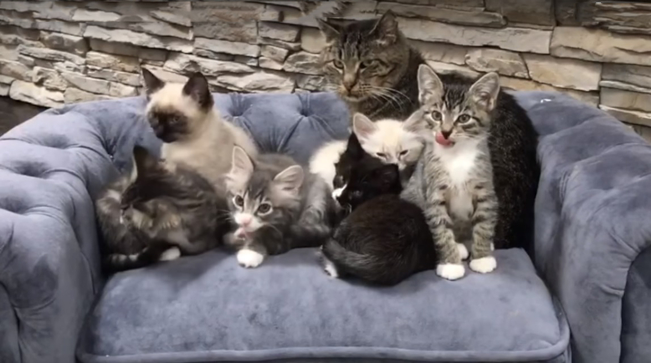 Cat and kittens chilling on a tiny sofa