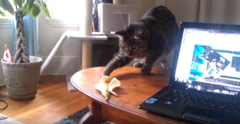 Cat Vs Banana Peel