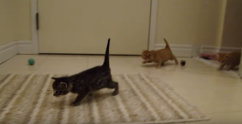 Cute Kitten Invasion