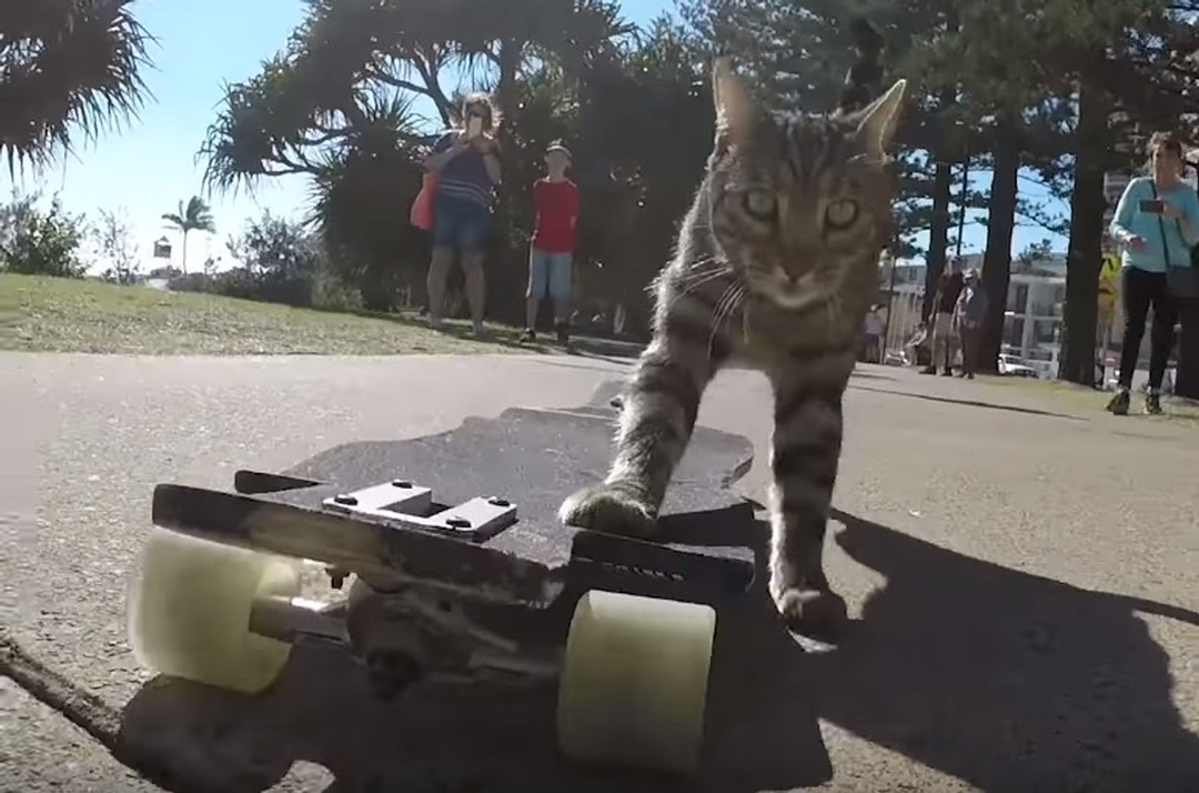 Didga and Boomer, the skateboarding cats