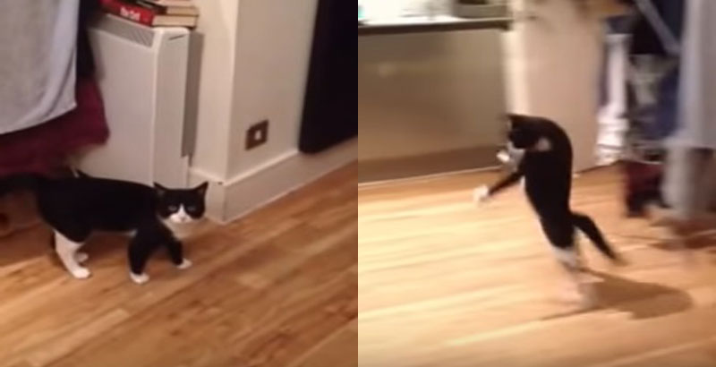 Mr Bouncy Cat - The Strange Hop Dance