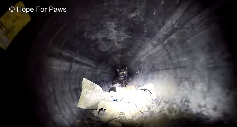 Amazing Cat Rescue From Down A 60ft. long pipe!