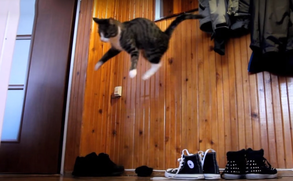 Crazy Parkour Cat Performing Some Insane Jumps