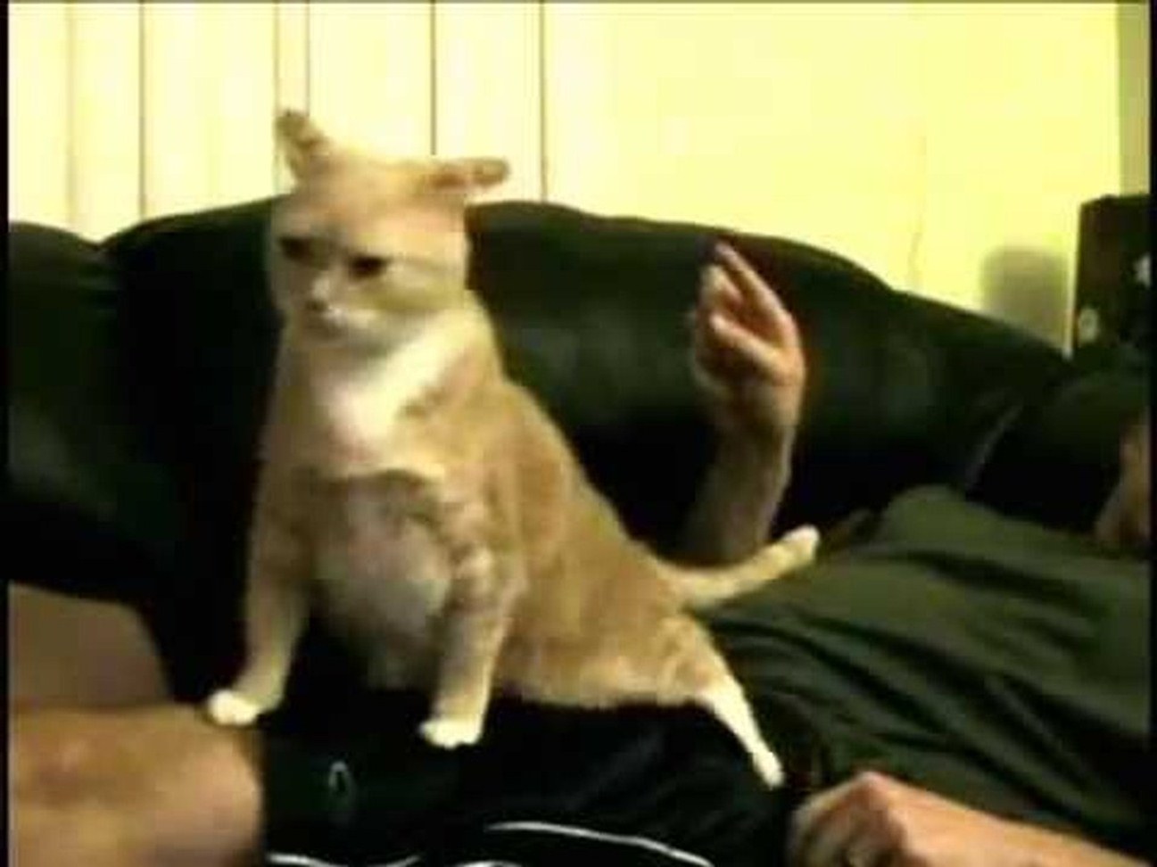 Cat has funny reaction when gets it's but scratched