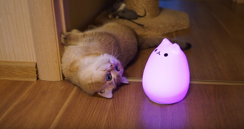 Meet Hosico And His Lamp