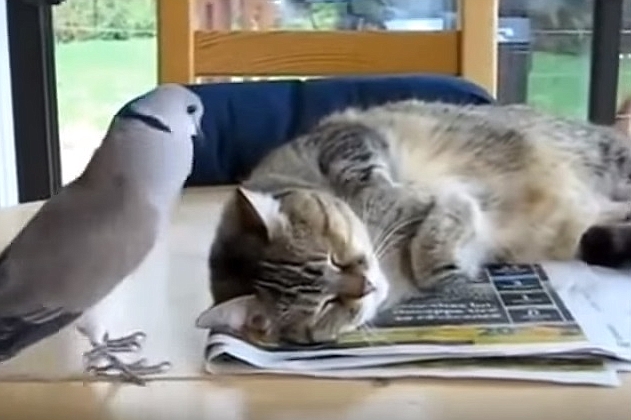Brave Pigeon Bothers Sleeping Cat