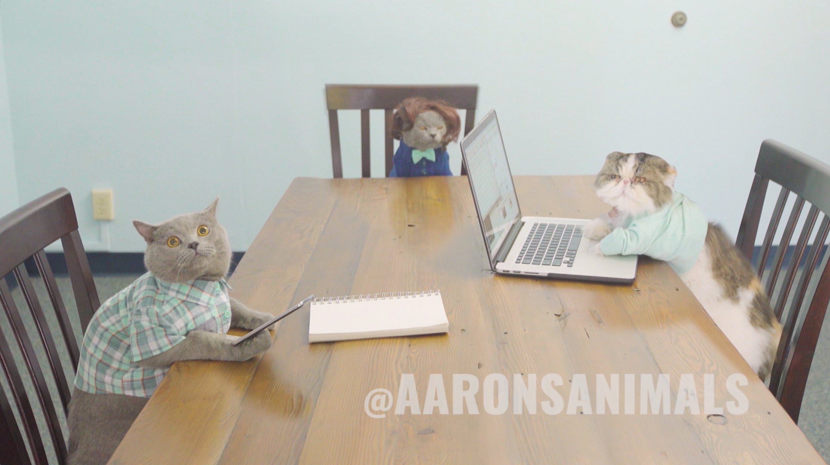 When cats have a meeting in the workplace - Aaron's Animals