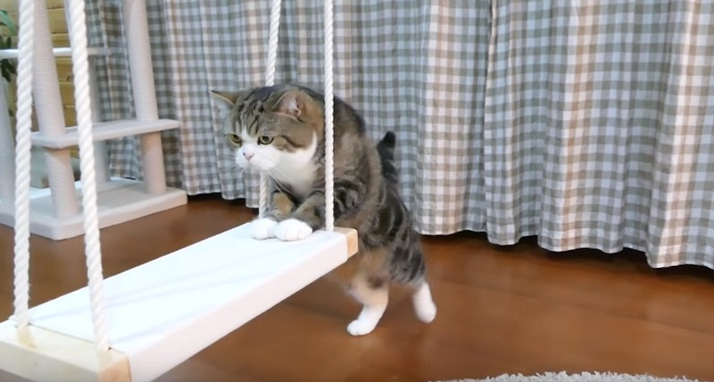Funny Cat Tries To Get On Swing