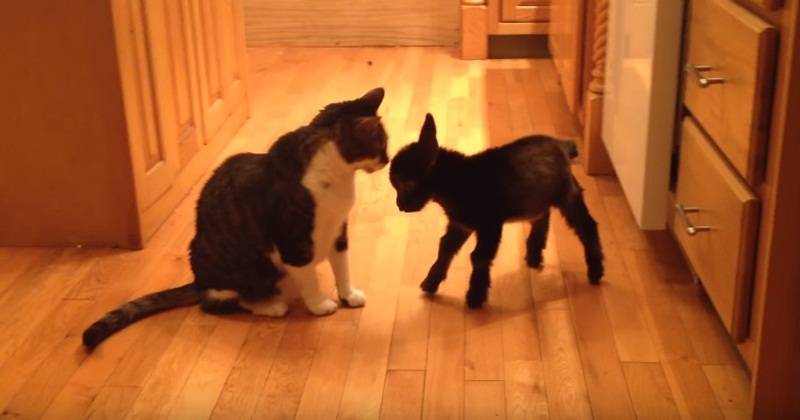 Cute Baby Goat Wants To Play With Cat