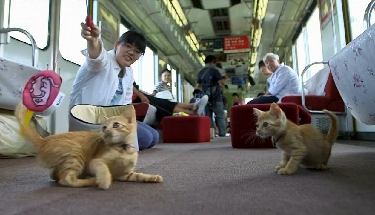 Cat cafe on a moving train in Japan