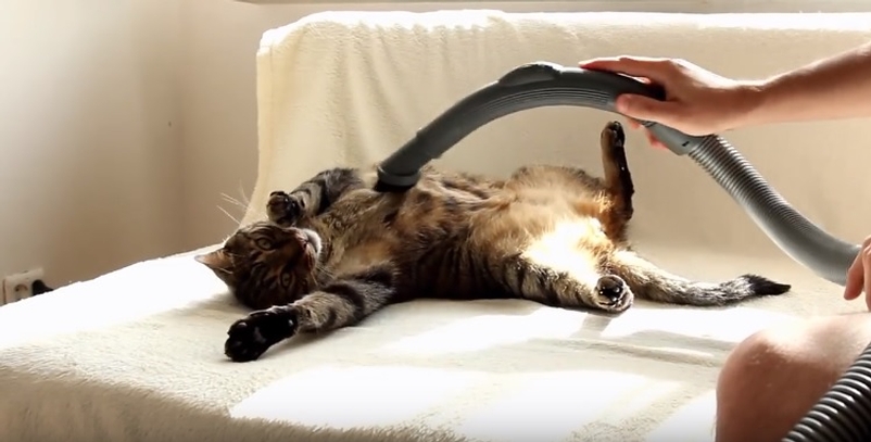 This Cat Really Enjoys The Vacuum Cleaner