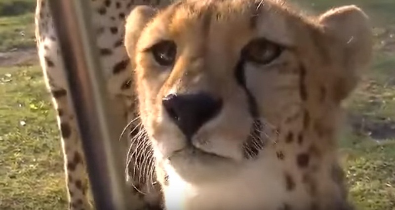 Cheetahs Greeting Human