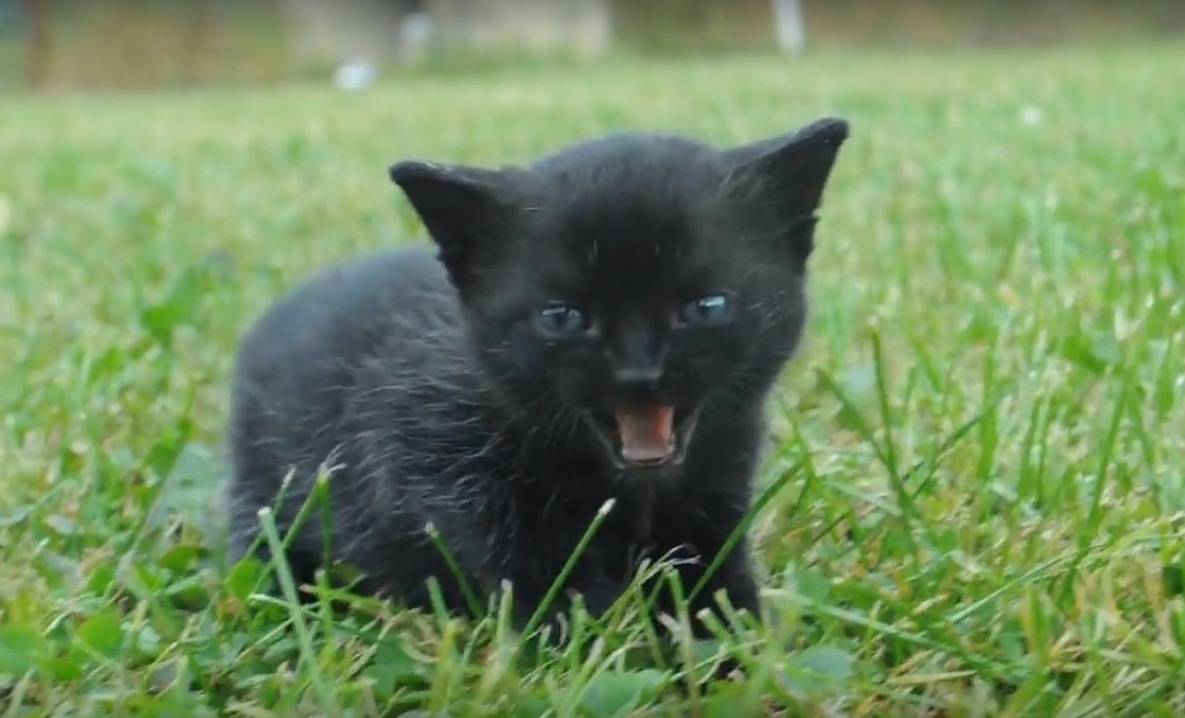 Black kitten experiences grass for the first time