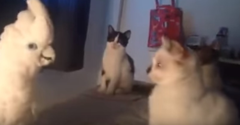 Cockatoo Trolling Cats