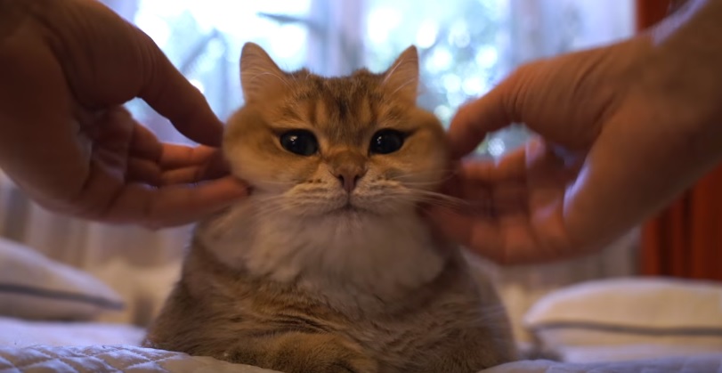 Massaging Hosico's Fluffy Cheeks