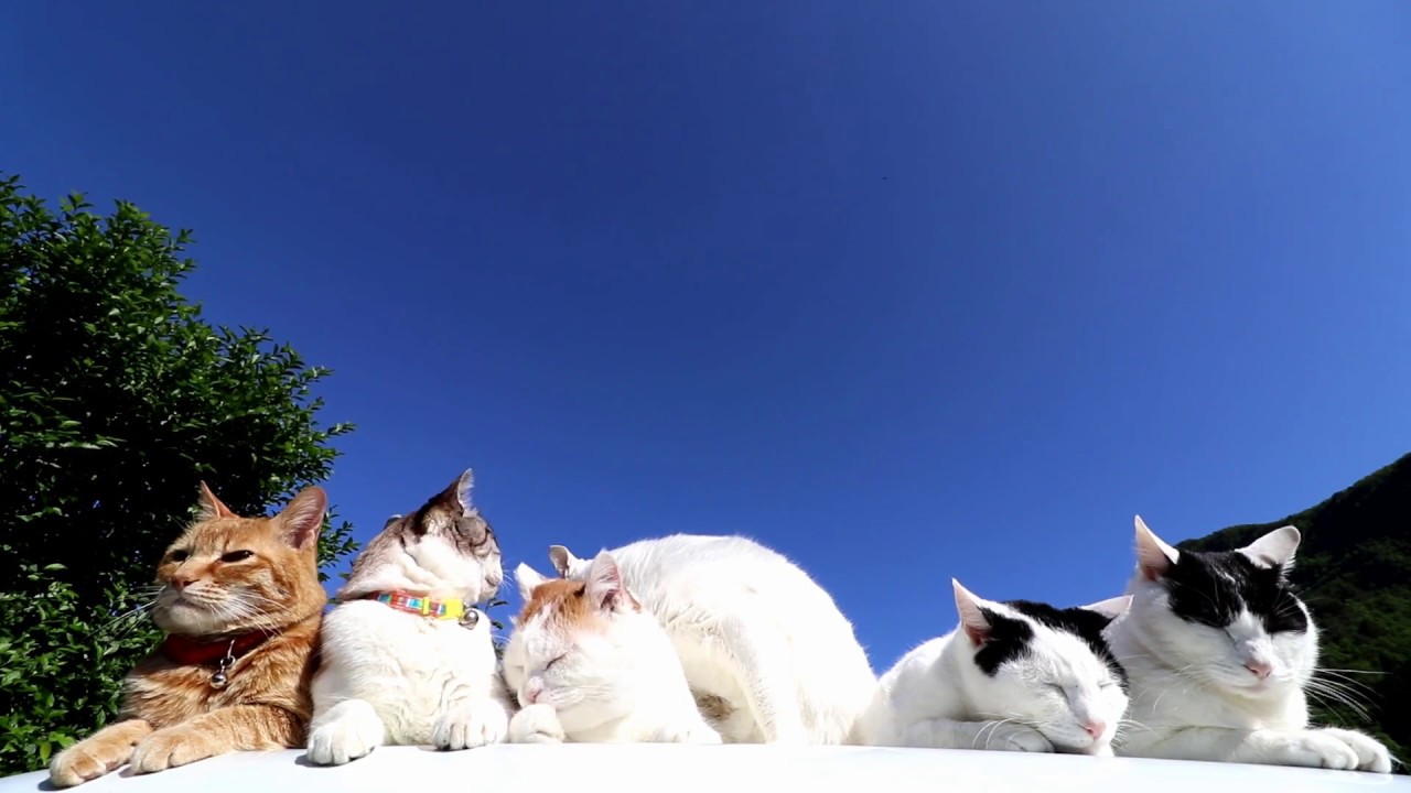 Cats chilling in the sun