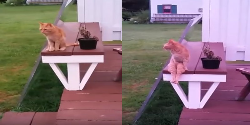 Weird Cat Sits Like A Human
