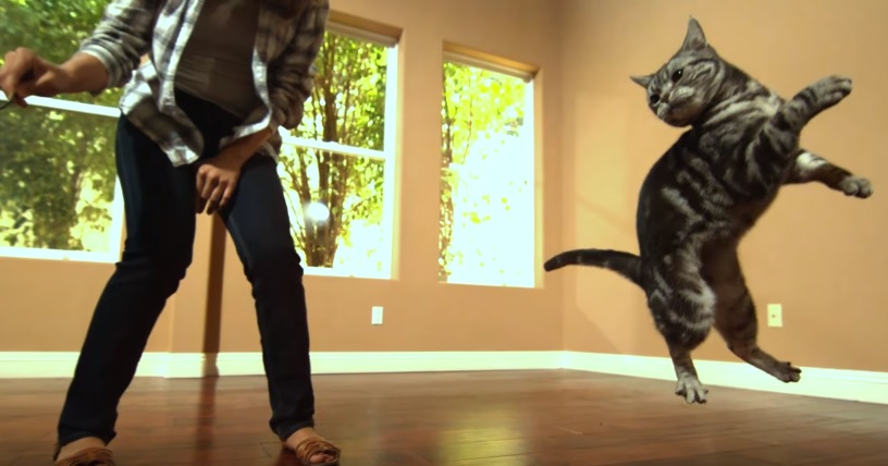 Wonderful Video Of Cats Playing In Slow Motion