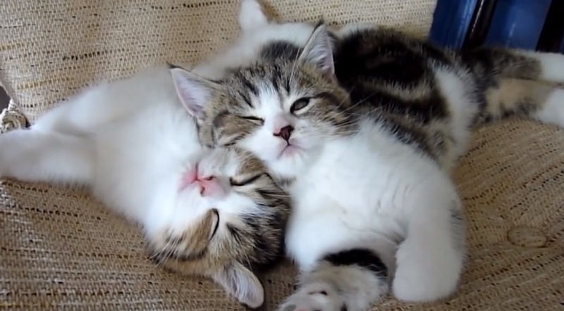 Kittens Falling Asleep While Playing