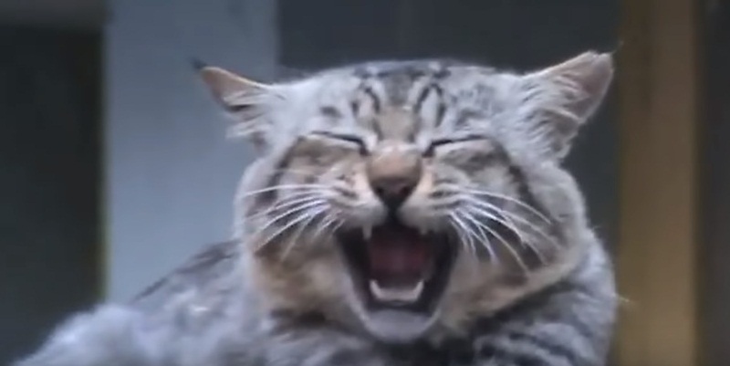 Funny Cats Yawn Compilation