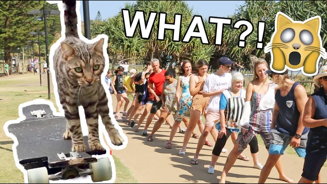 Boomer The Skateboarding Cat Breaks WORLD RECORD