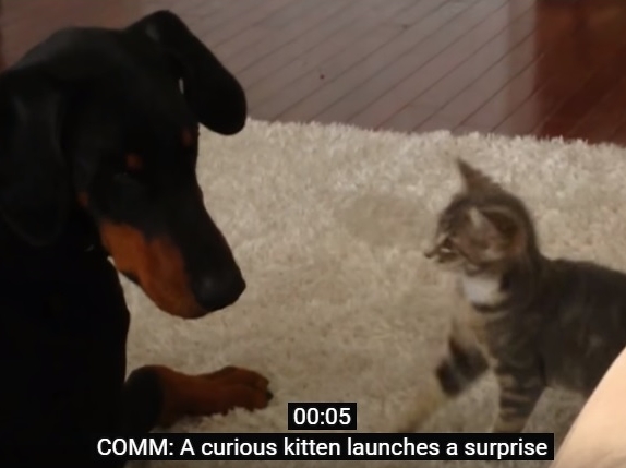 Kitten Meets Doberman For First Time