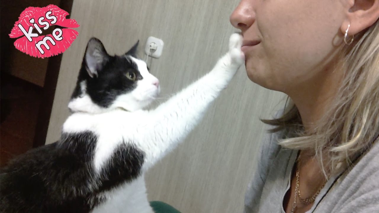 Kitty enjoys a kiss from its human