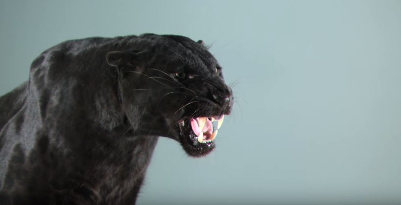 Two Black Panthers In Slow Motion