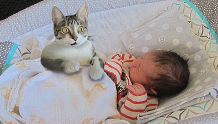 Funny Curious Cats Meeting Newborn Babies