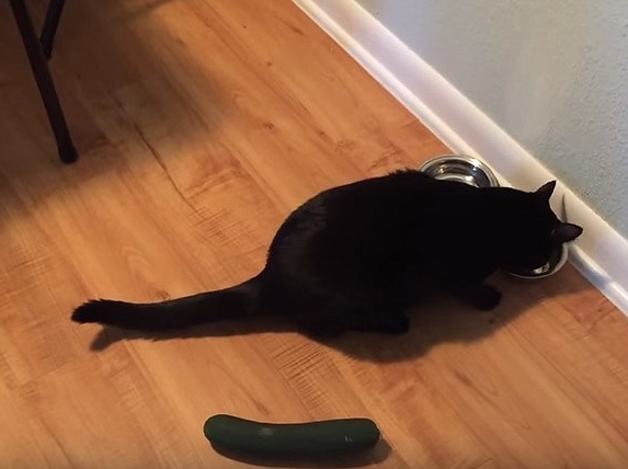 Cat Vs Cucumber Funny Reaction