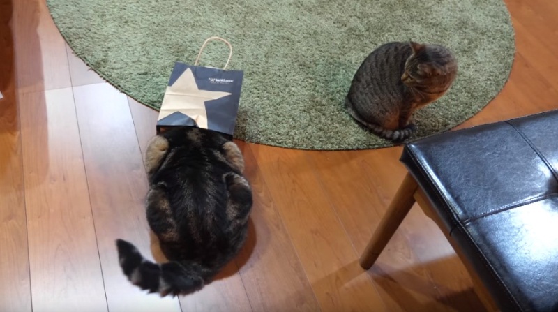 Maru Loves His Paper Bag