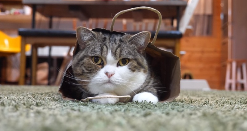 After All Maru Decides To Wear The Bag