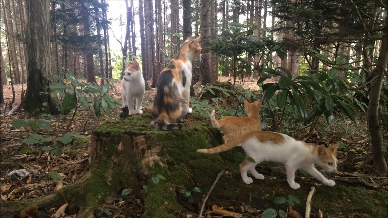 Kittens having fun in the woods