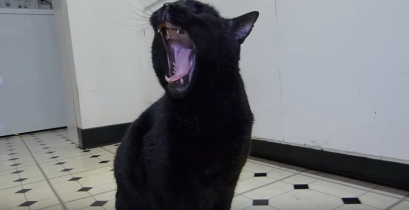 Talking Kitty Cat - Sylvester's Yawn