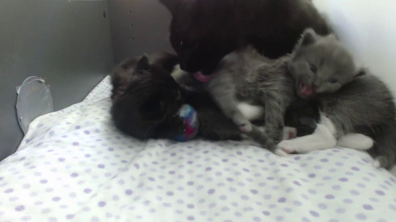 Mom cat waking up her kittens