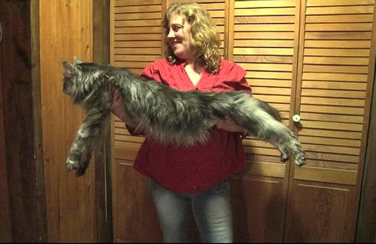 Meet The Longest Domestic Cat In The World