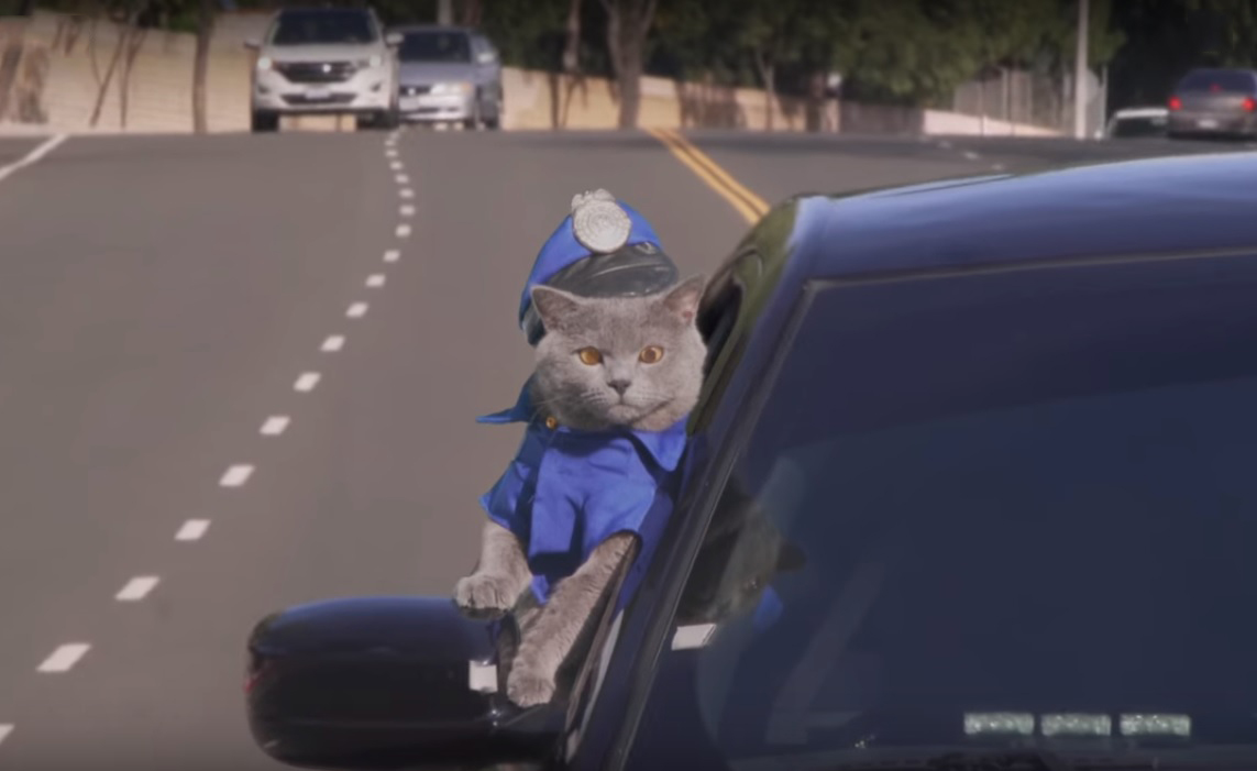 Insane Cat Cop Chase (Aaron's Animals)