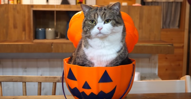 Maru Is Ready For Halloween