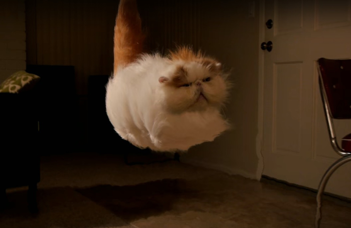The Amazing Hover Cat