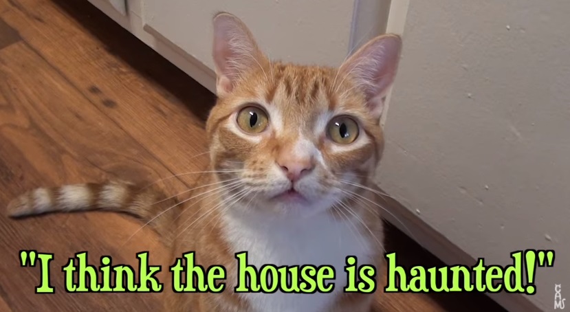 A Cat's Guide To Halloween