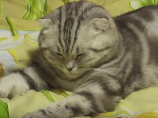 Cat Instantly Falls Asleep