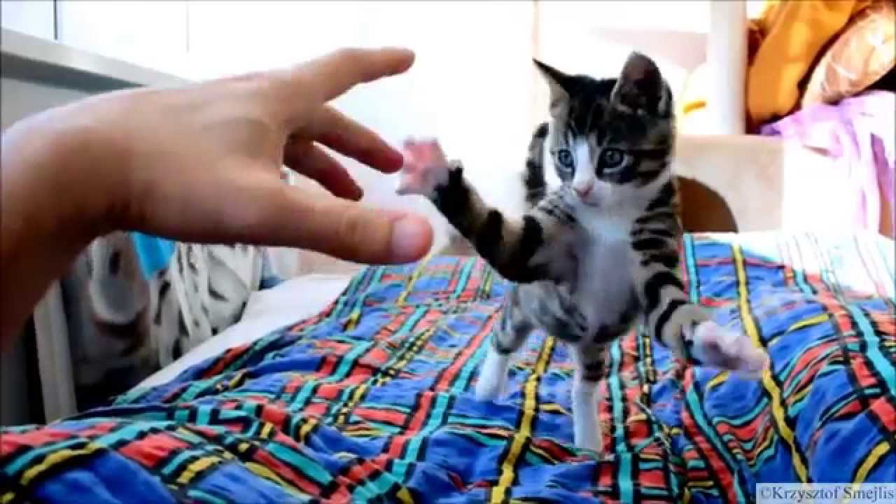 Attack of the kitten!